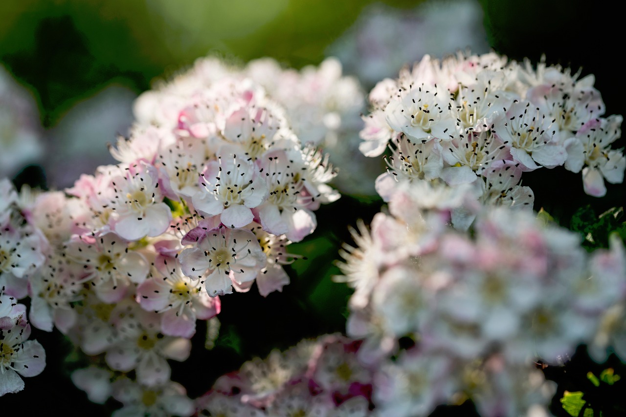 nature plants white free photo