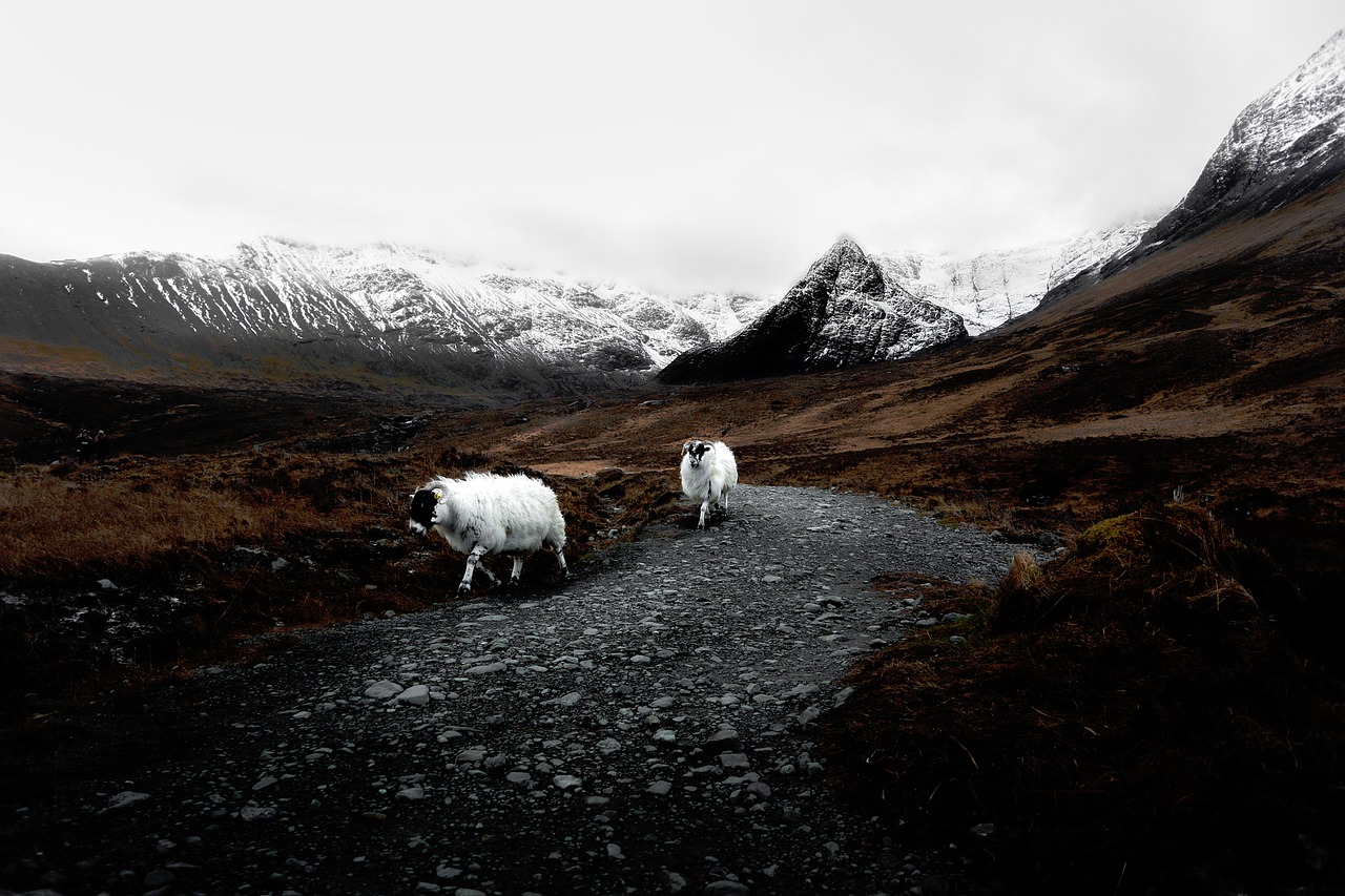 nature mountains snow free photo