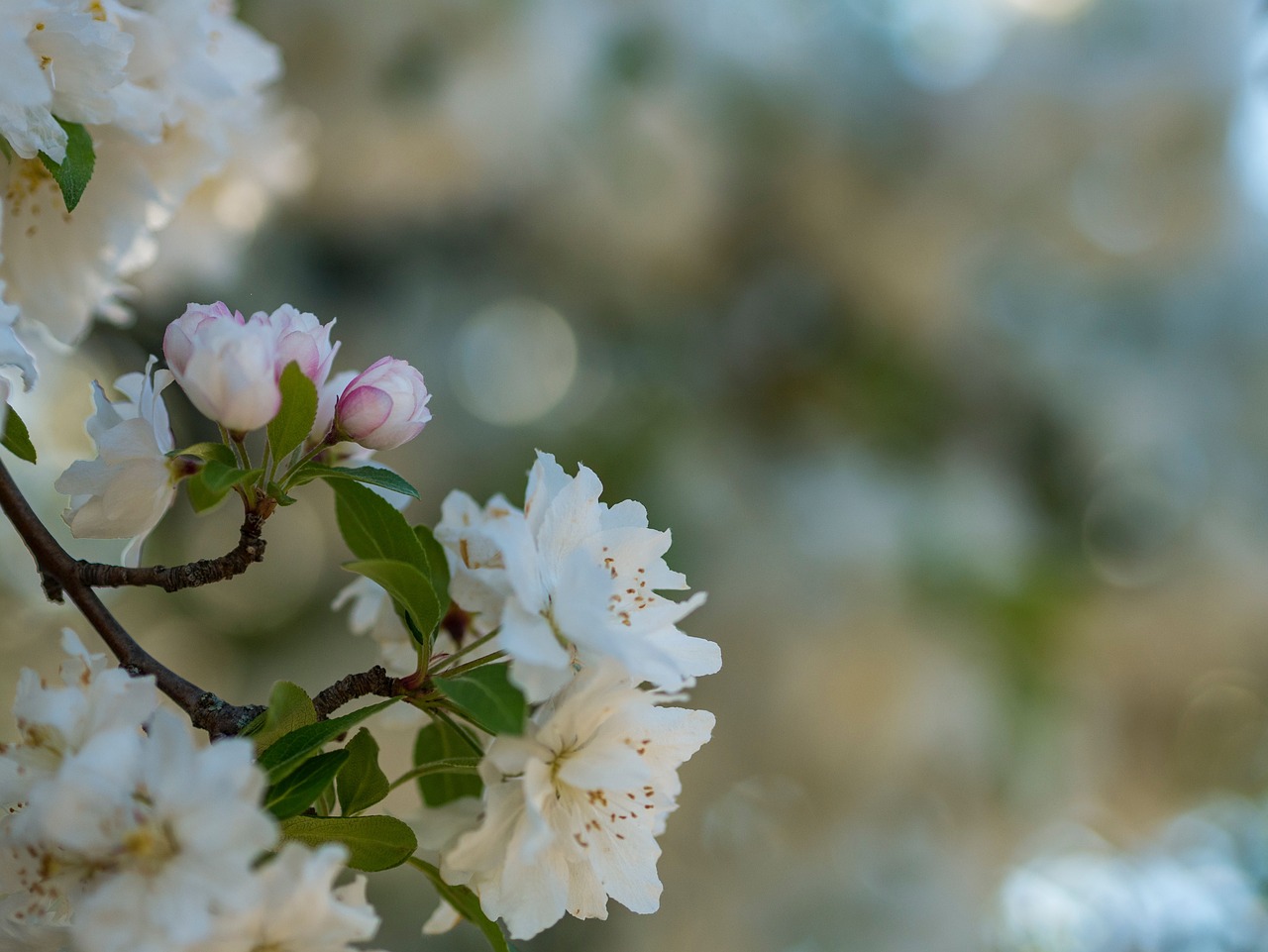 nature flowers petals free photo