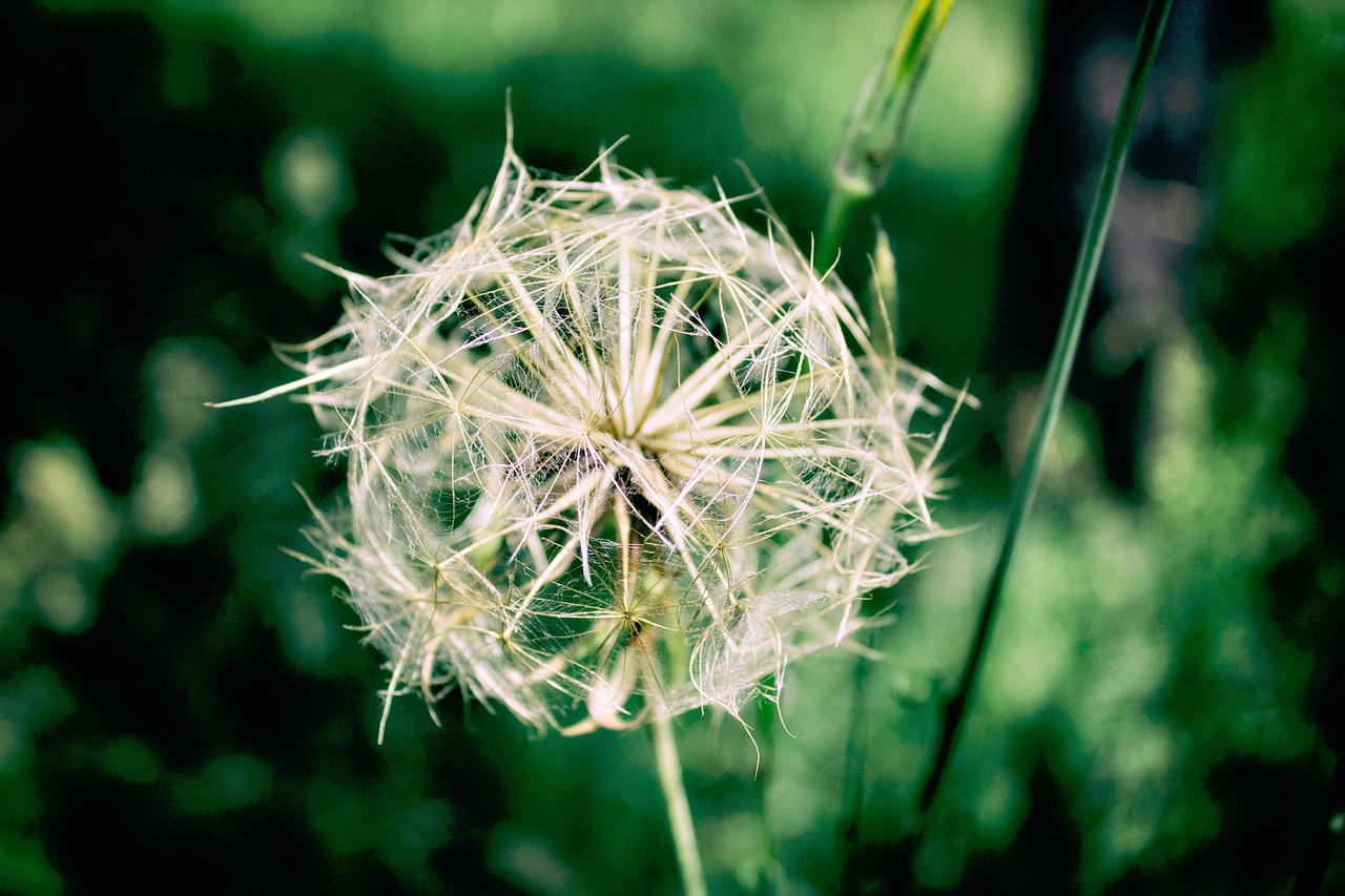 nature plants green free photo