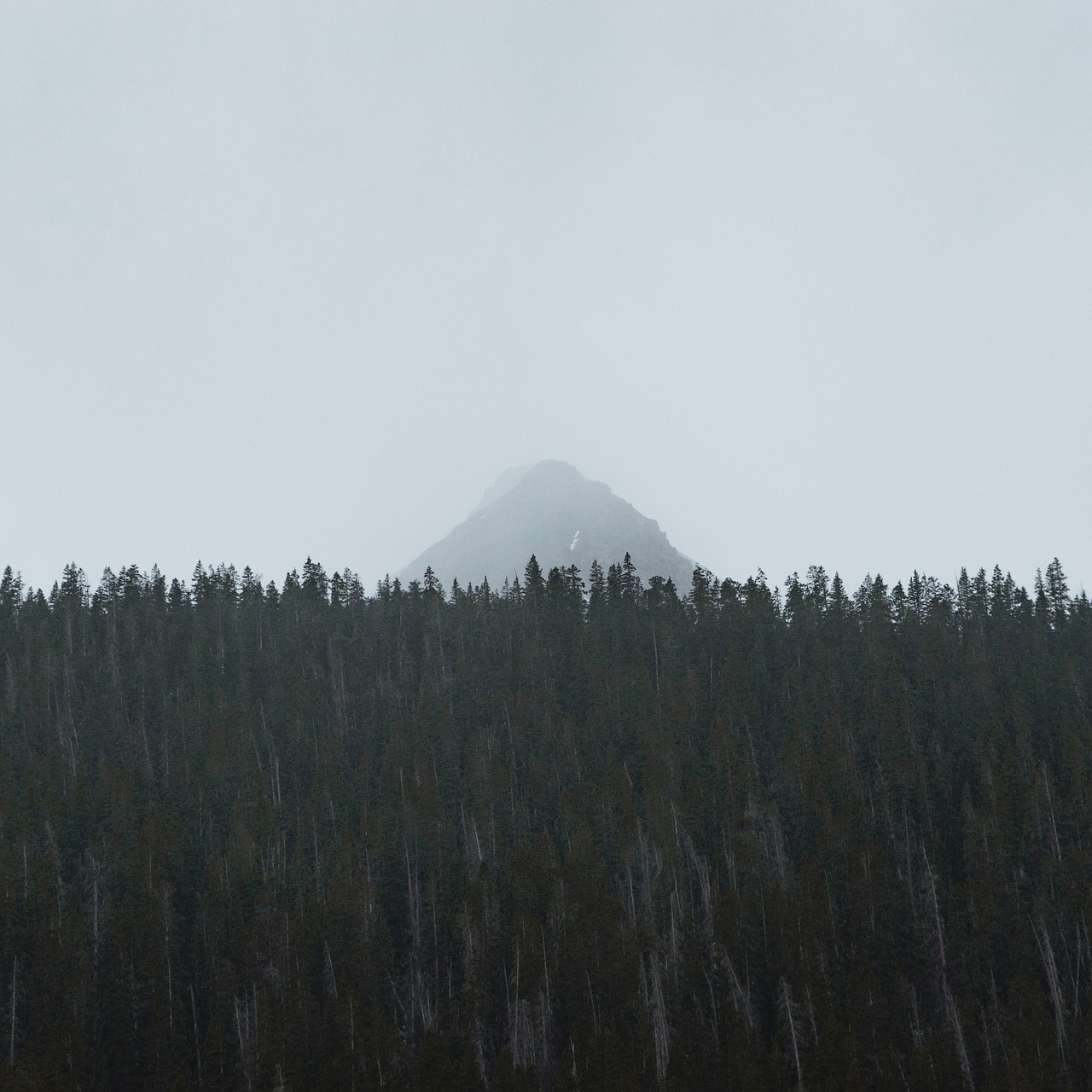 nature trees forest free photo