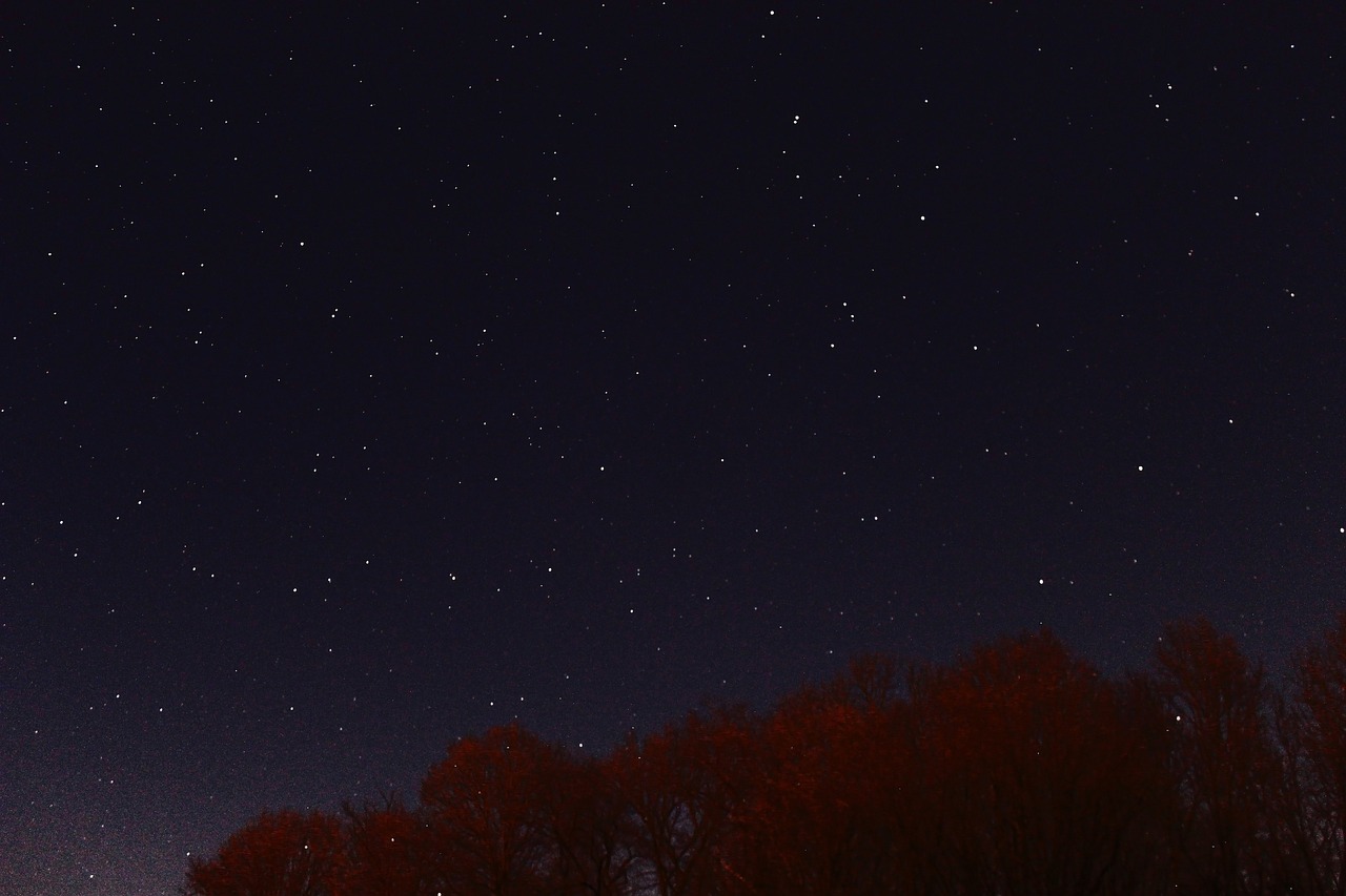 nature trees night free photo