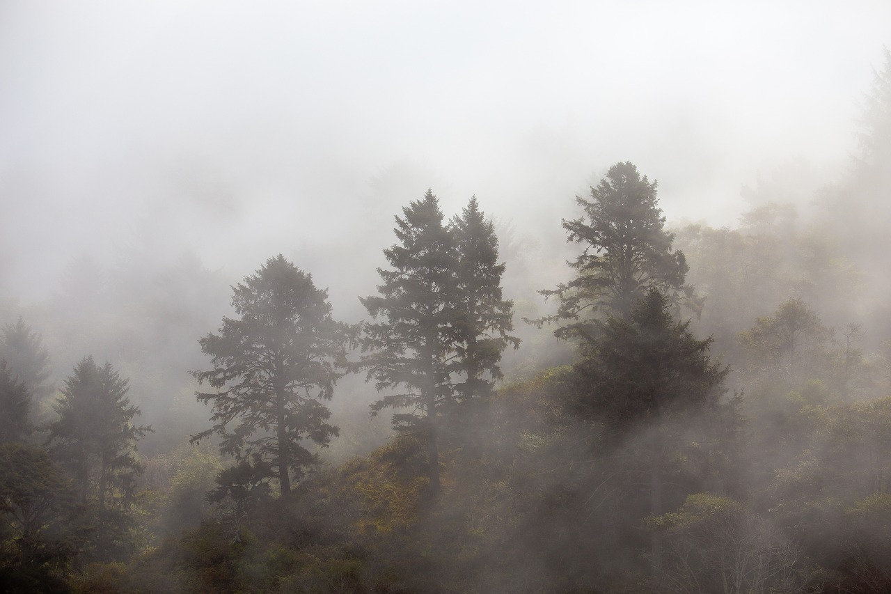 nature mountain trees free photo