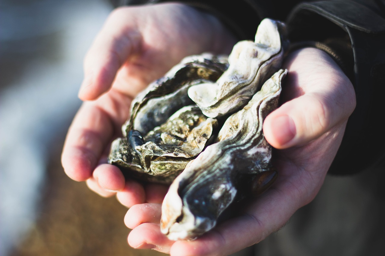 nature oysters shells free photo