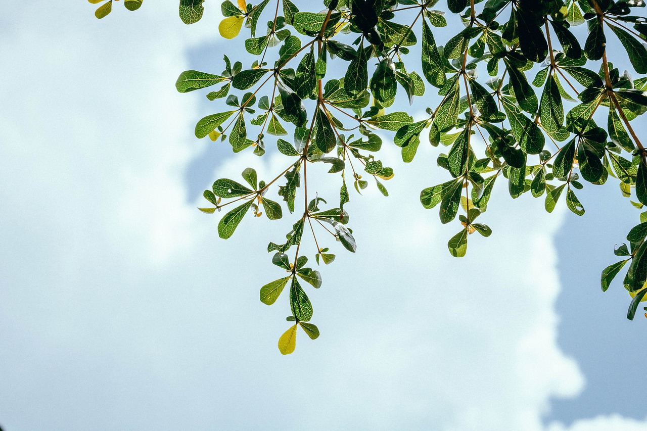 nature trees plants free photo