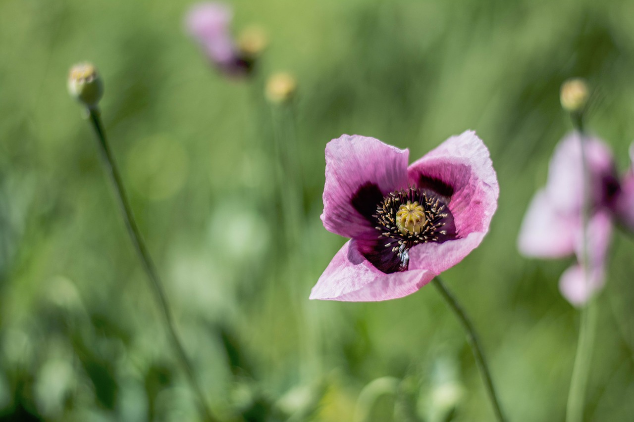 nature flowers petals free photo