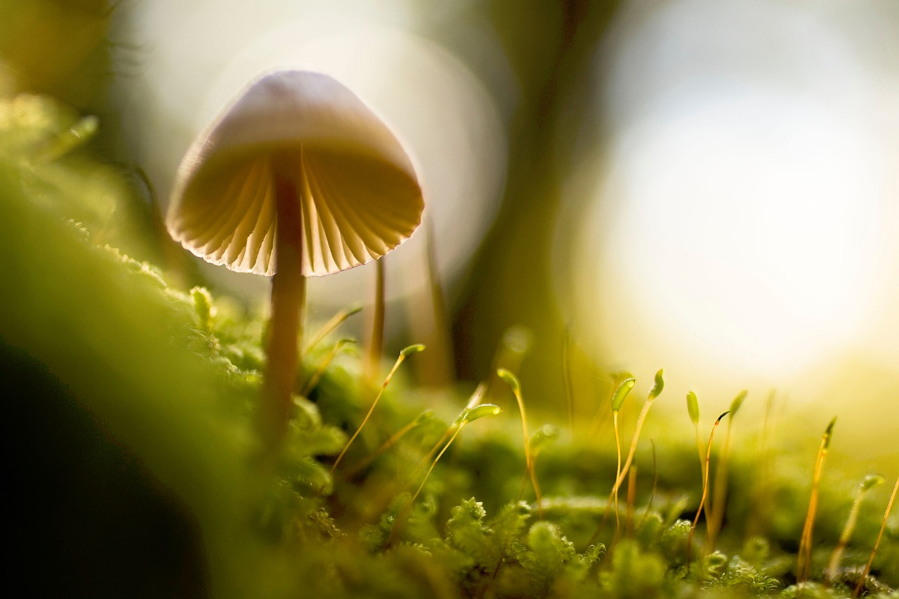 nature macro mushroom free photo