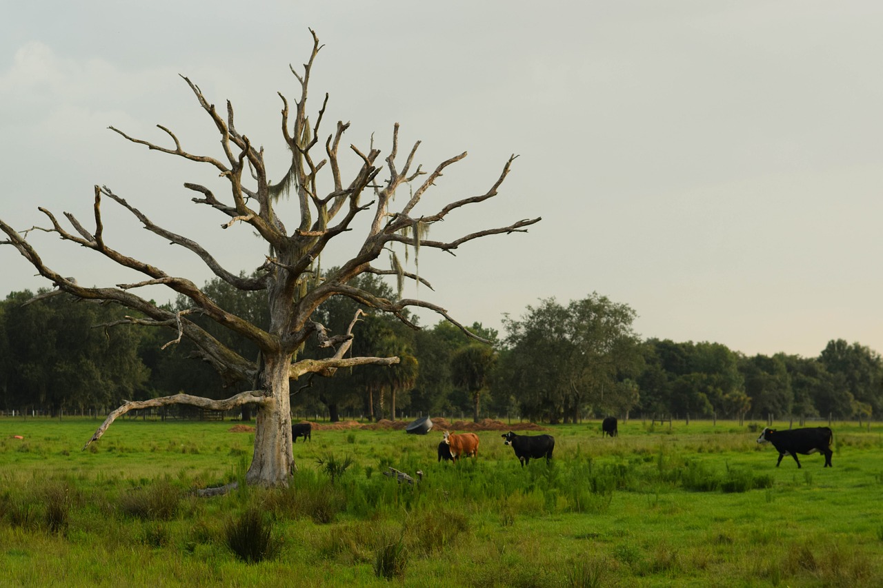 nature trees tree without leaves free photo