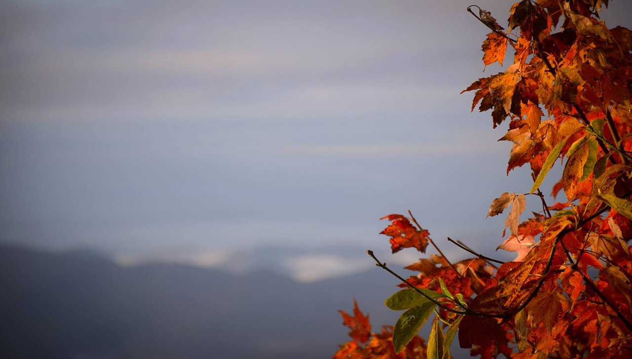 nature leaves autumn free photo