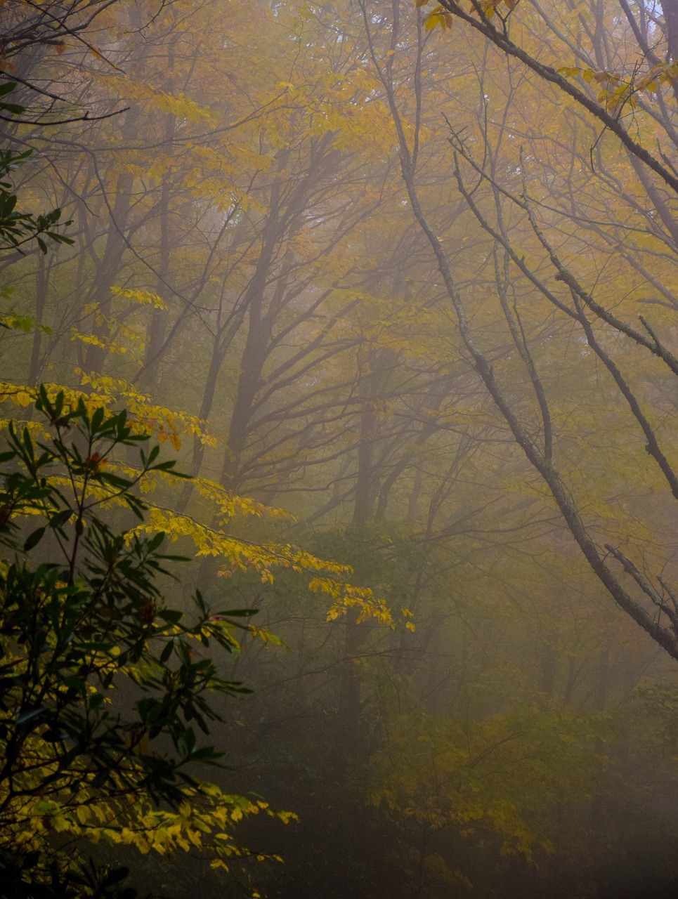 nature forest trees free photo