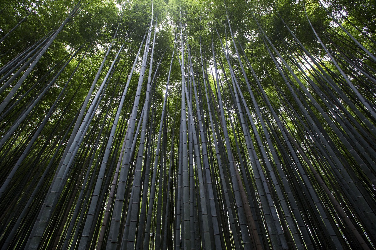 nature landscape woods free photo