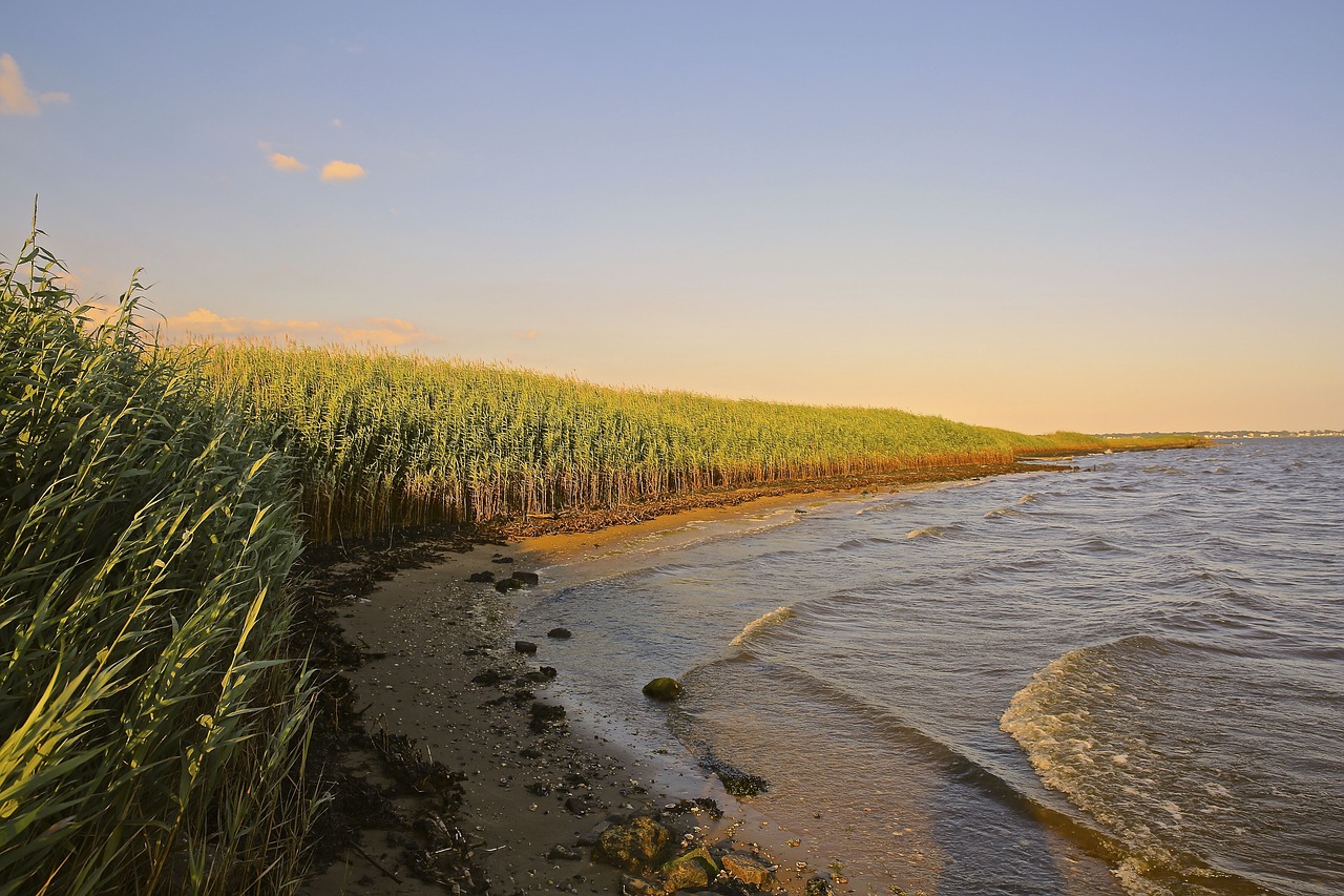 nature landscape water free photo