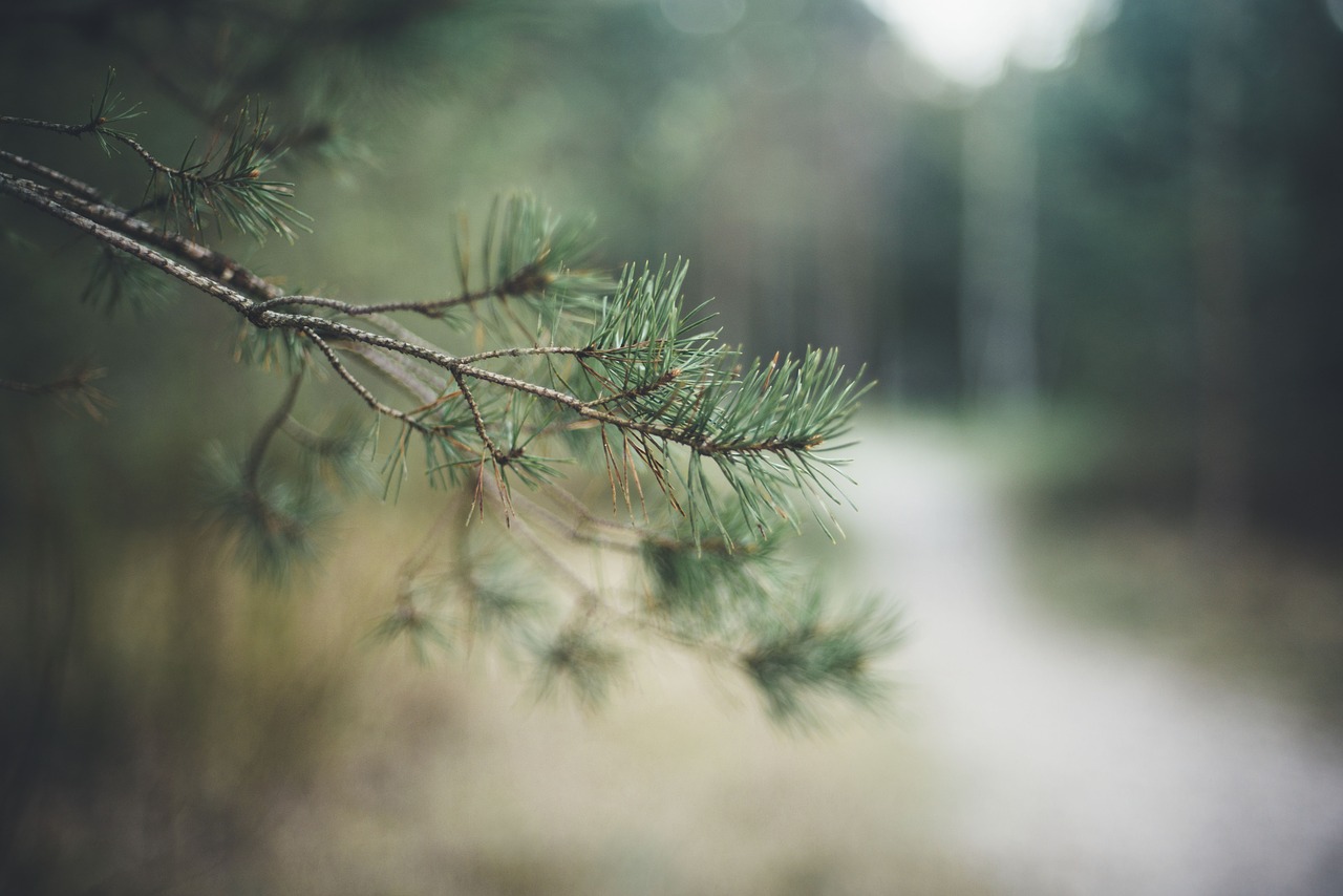 nature landscape leaves free photo