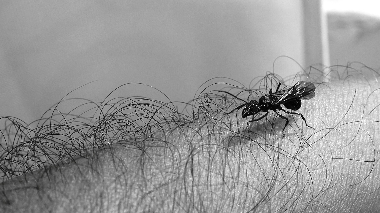 nature black and white insect free photo