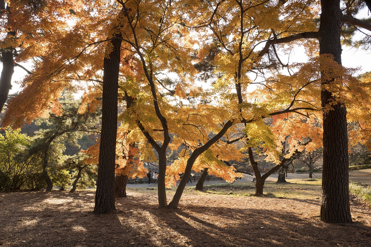 nature landscape trees free photo