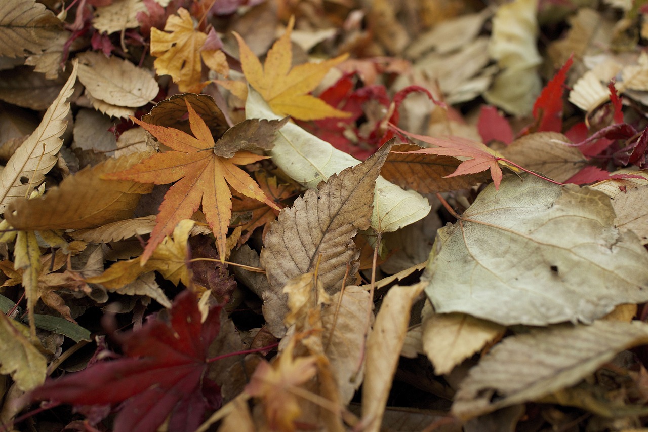 nature leaves green free photo