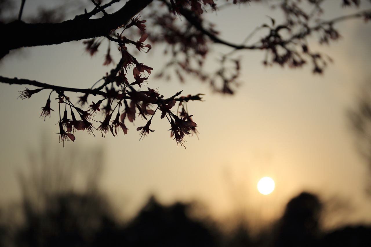 nature landscape trees free photo