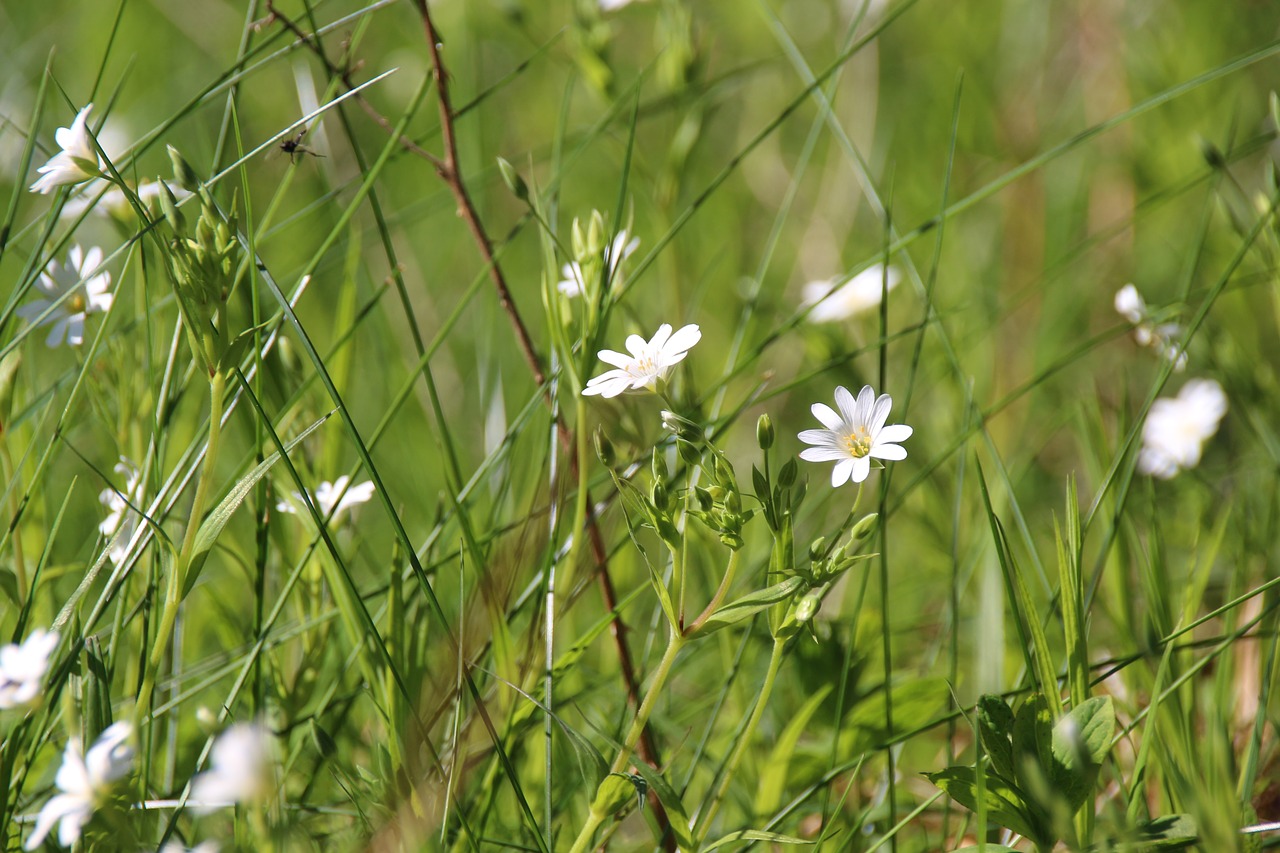 nature green meadow free photo