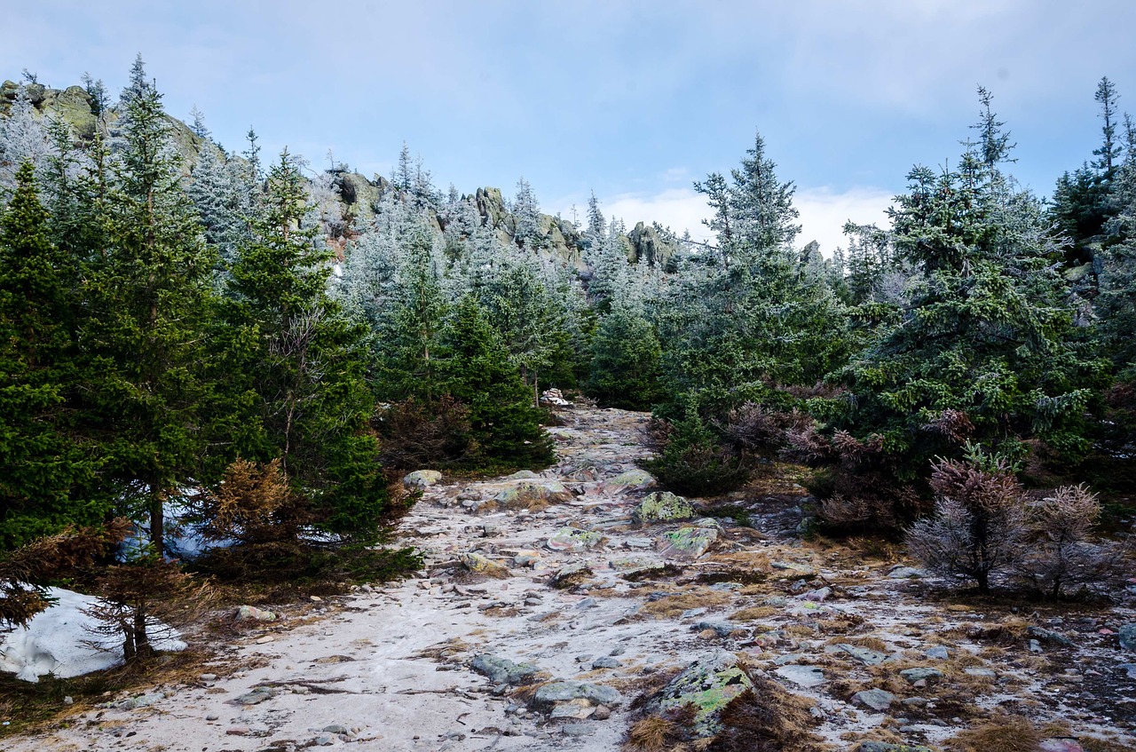 nature landscape pathway free photo