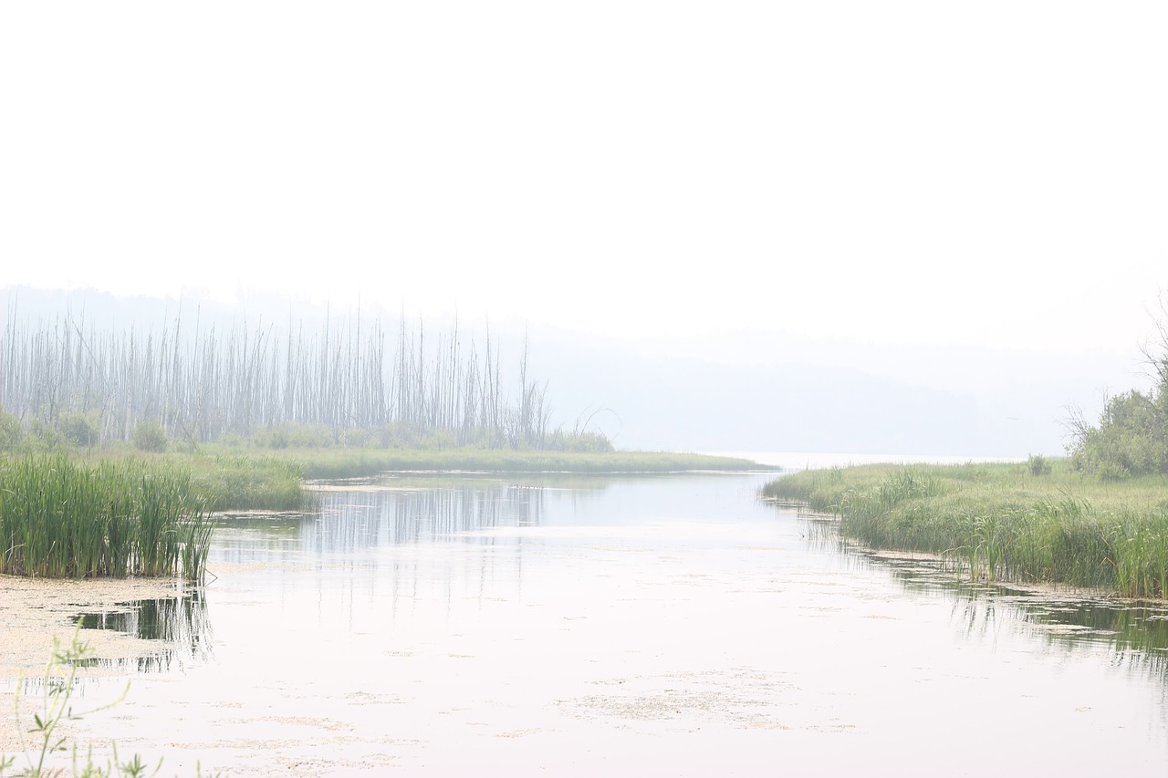 nature landscape trees free photo