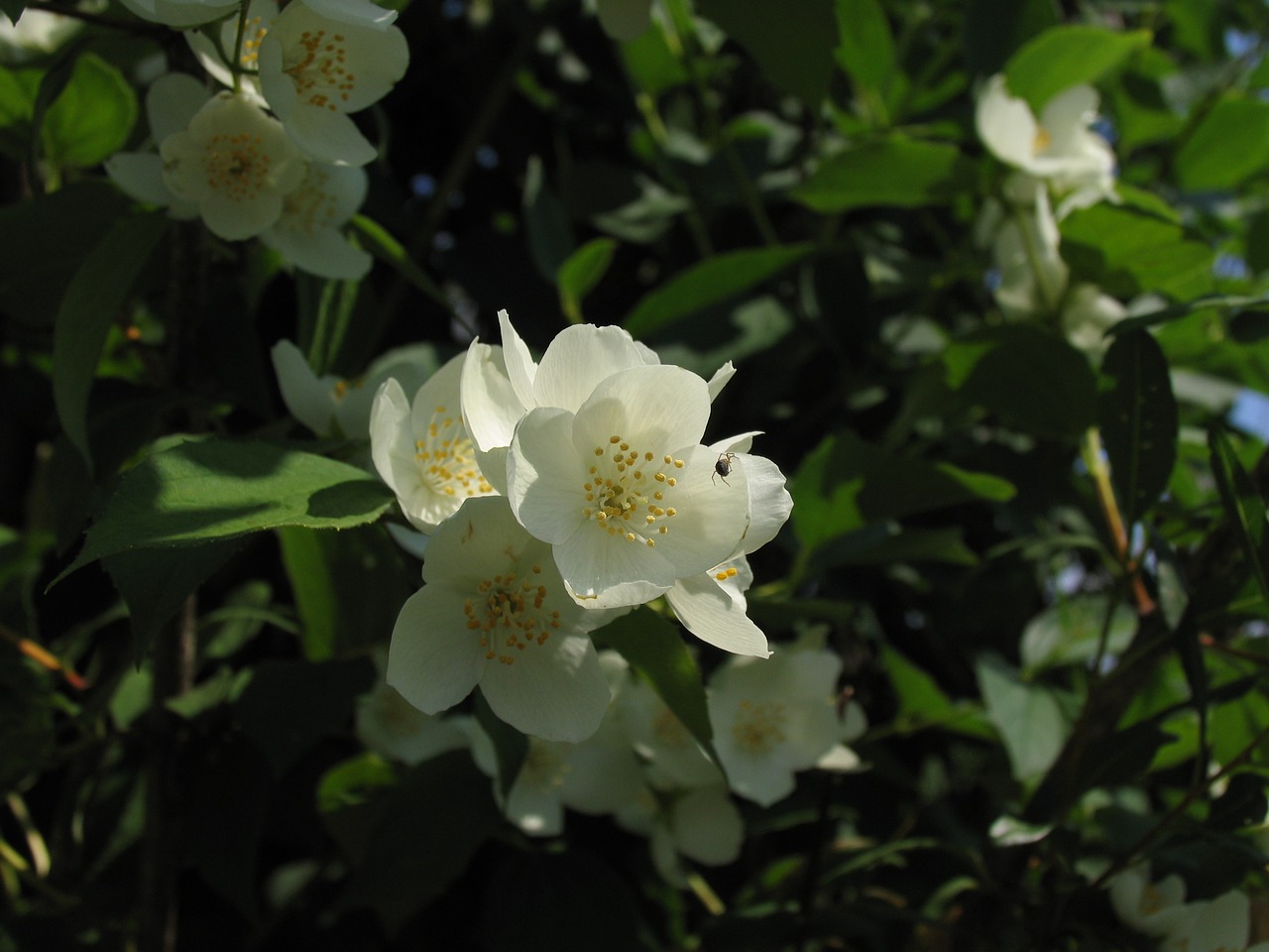 nature bloom jasmine free photo