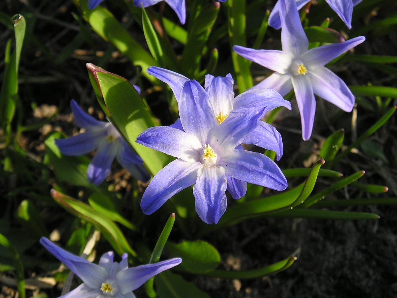 nature bloom flower free photo