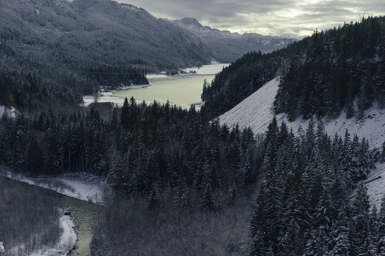 nature landscape trees free photo