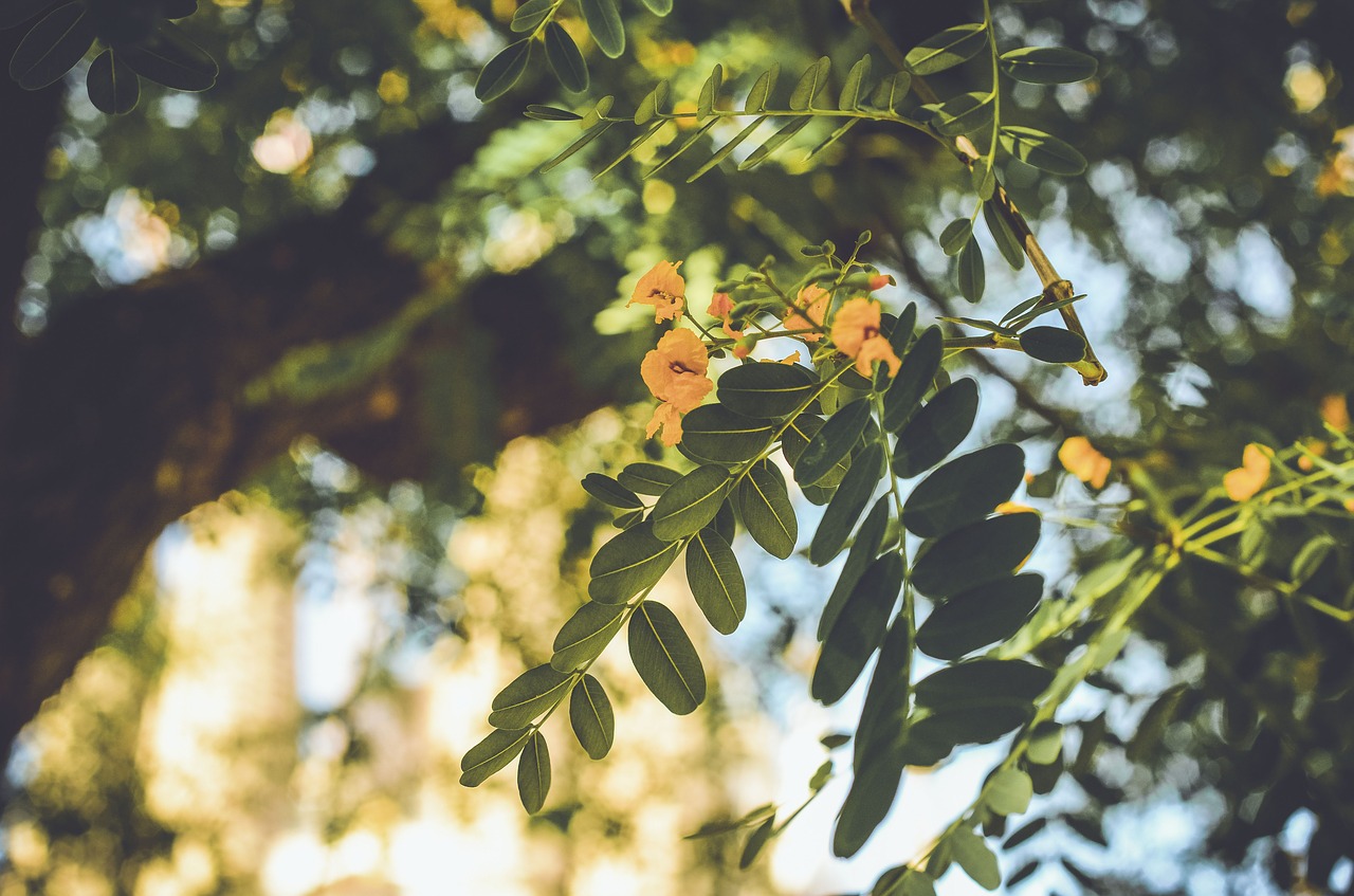 nature leaves green free photo