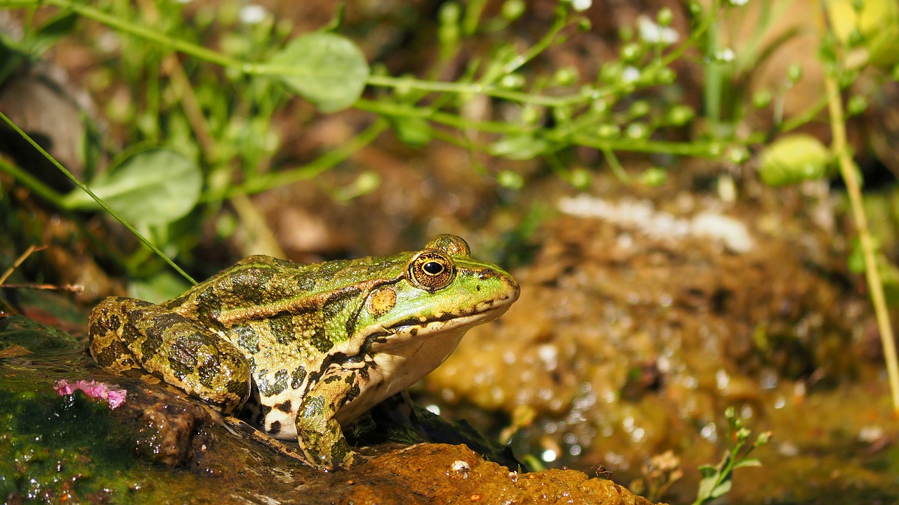 nature amphibians frog free photo