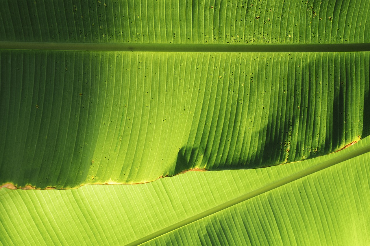 nature green leaves free photo