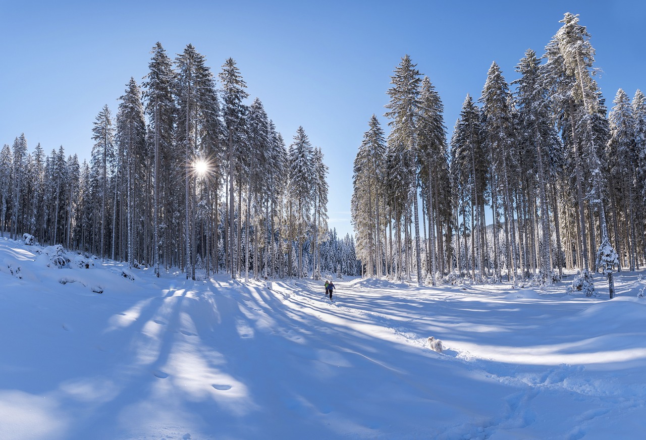 nature landscape woods free photo