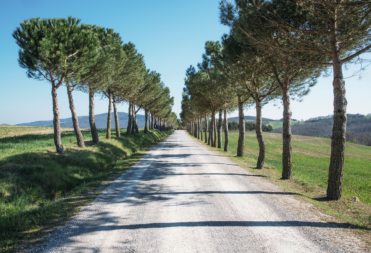 nature landscape trees free photo