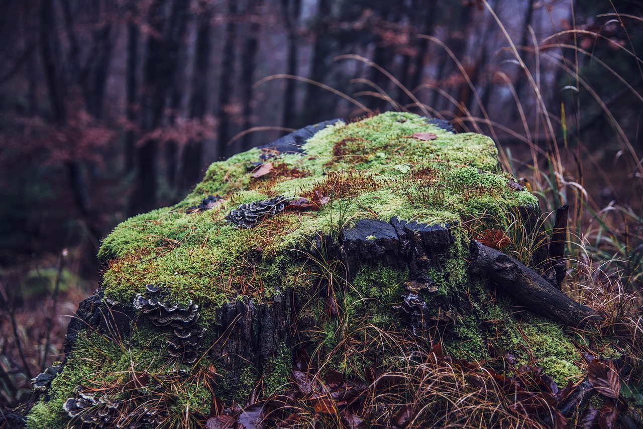 nature landscape forest free photo