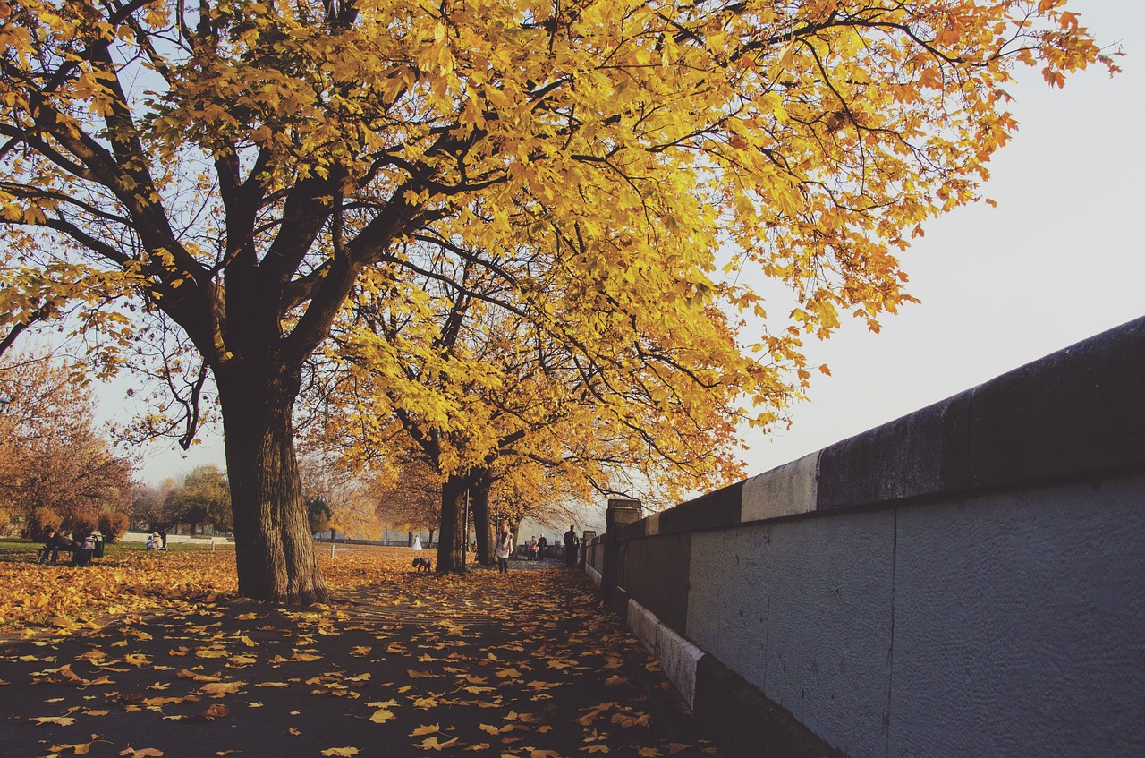 nature landscape trees free photo