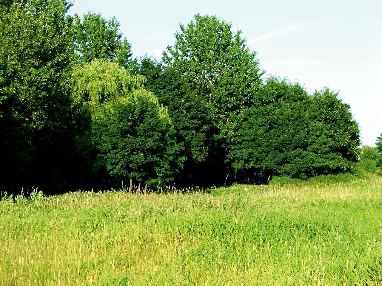 nature grass tree free photo