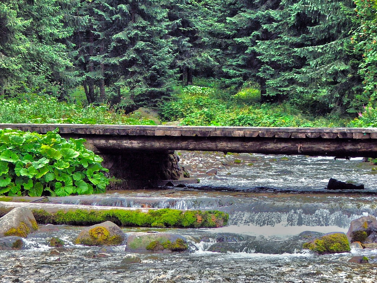 nature footbridge water free photo