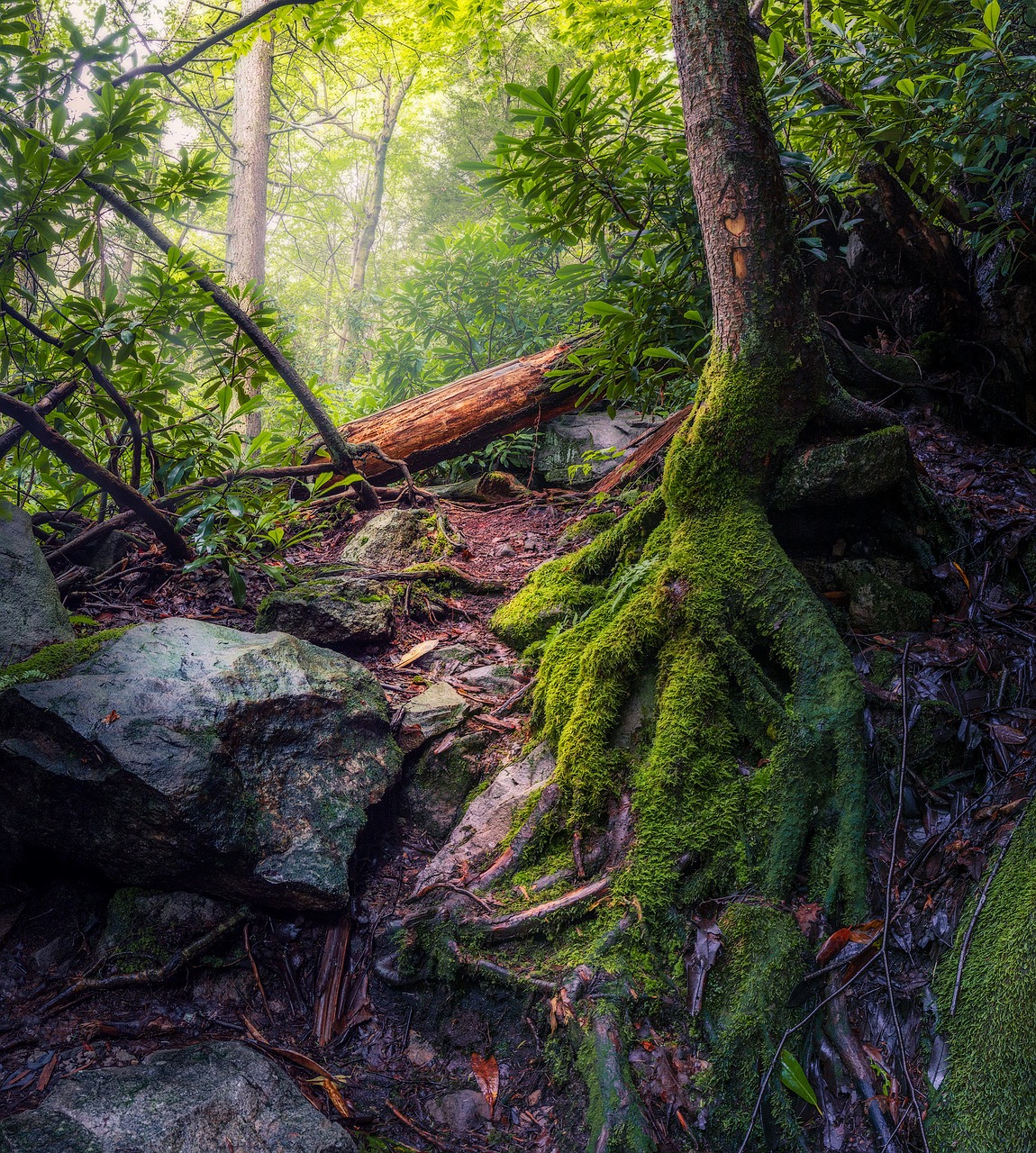 nature trees roots free photo