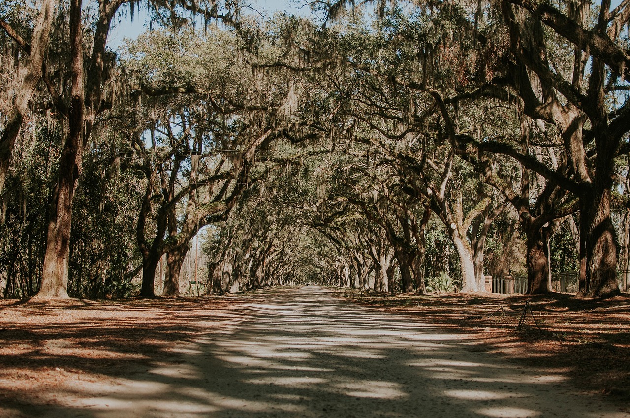 nature landscape trees free photo