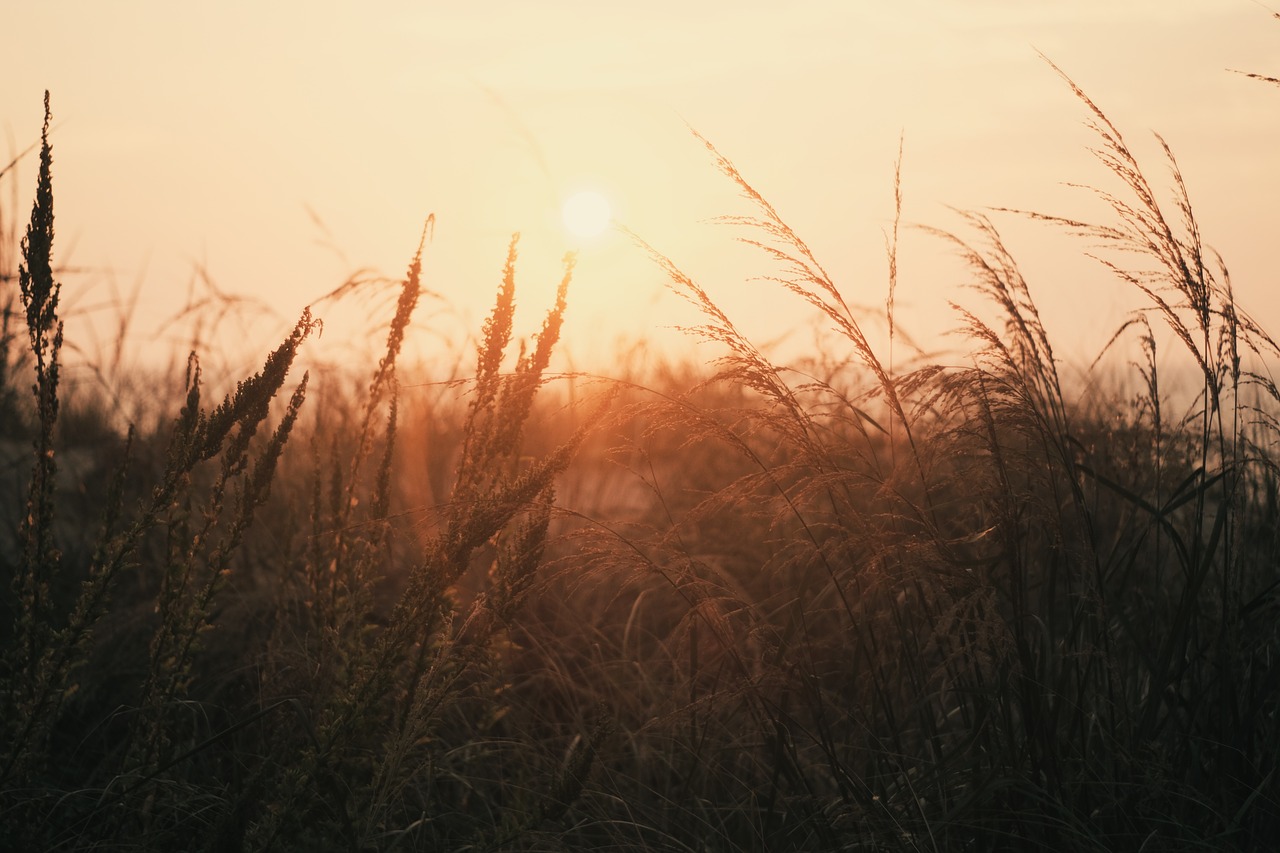 nature landscape grass free photo