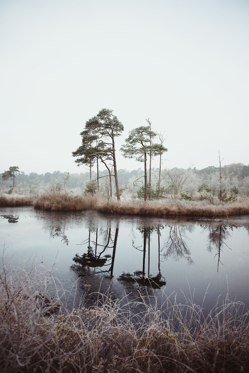 nature trees river free photo