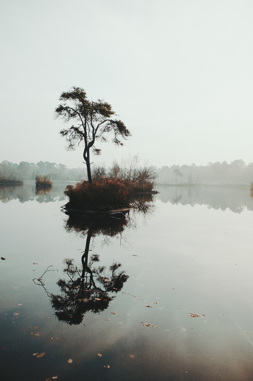 nature trees travel free photo