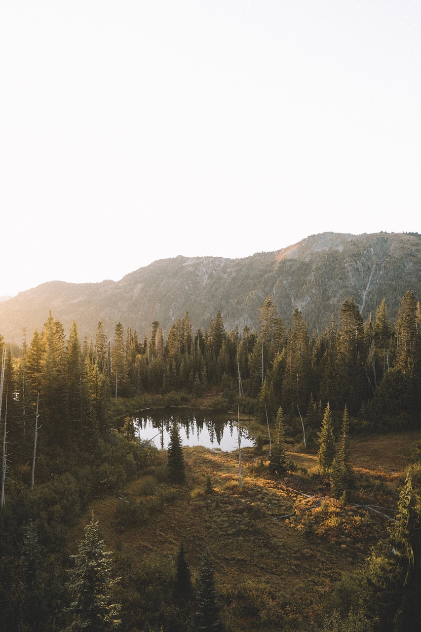 nature trees mountain free photo