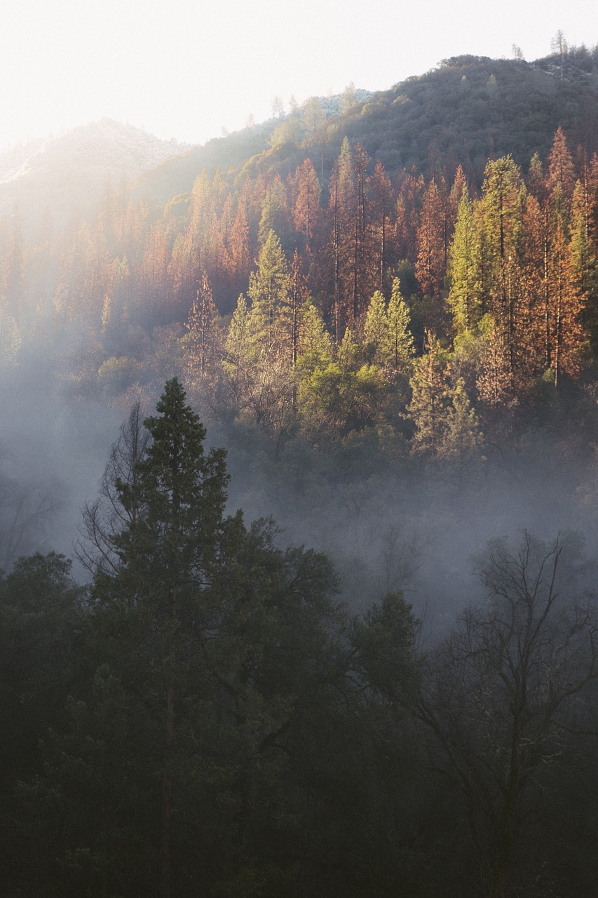 nature mountain trees free photo