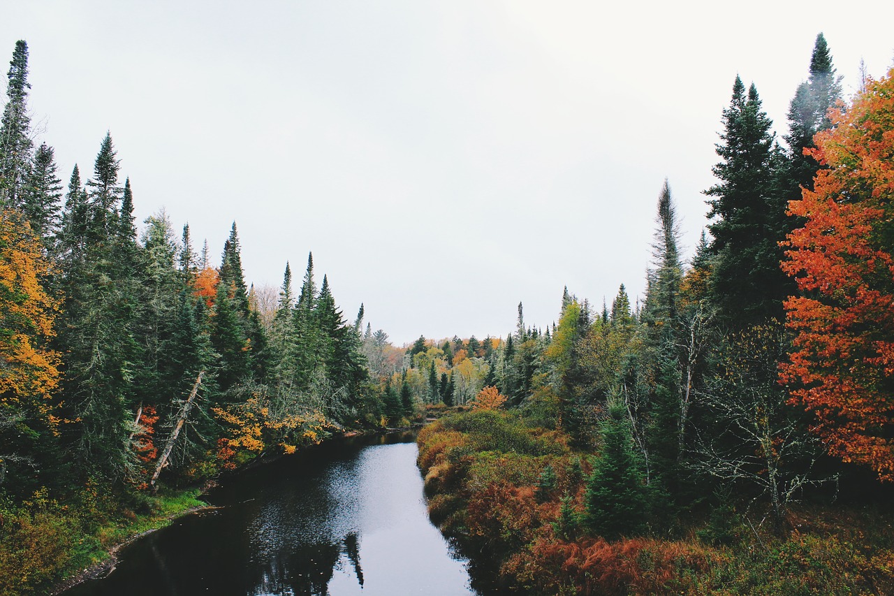 nature landscape trees free photo