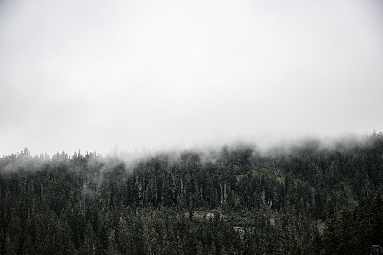 nature landscape trees free photo