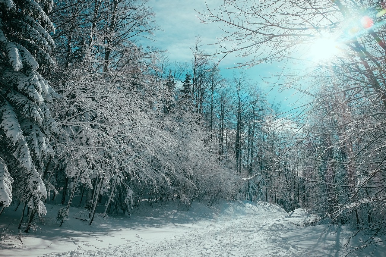 nature landscape trees free photo