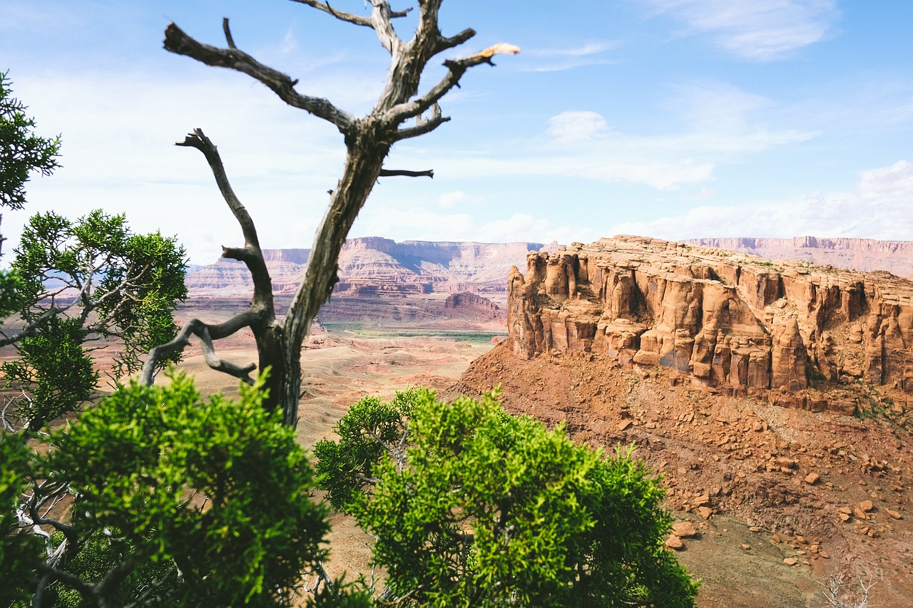 nature landscape trees free photo