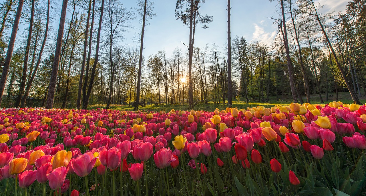 nature landscape trees free photo