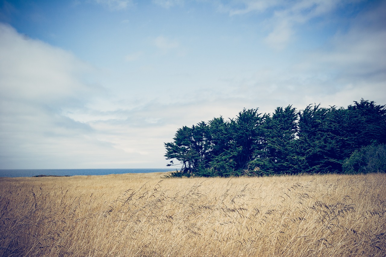 nature landscape trees free photo