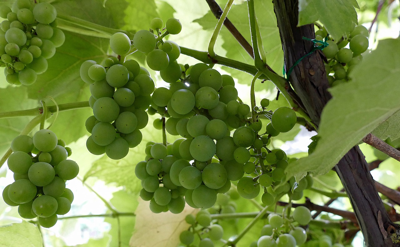 nature wine grapes free photo